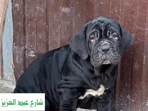 جرو ماستيف نابولي أصيل ذكر للبيع | من روسيا، ضخم وقوي بضمان FCI