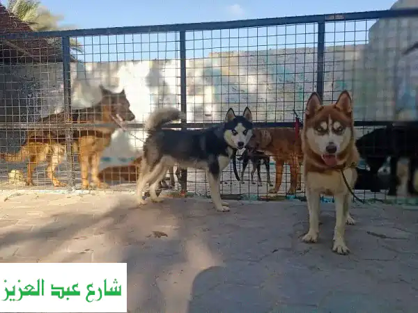 خبير تدريب كلاب شامل: طاعة، حماية، تعديل سلوك، استضافة، جرومينج وجوازات