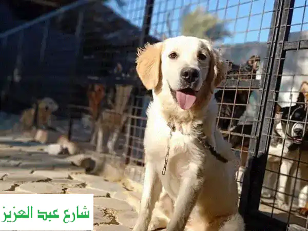 خبير تدريب كلاب شامل: طاعة، حماية، تعديل...