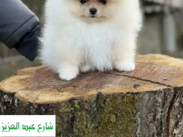 جرو بوميرانيان أنثى (وجه دب) مُستوردة فاخرة 🐻 | توصيل عالمي شامل لباب منزلك! | 50 Dogs