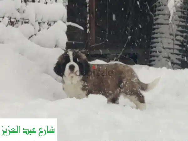 جرو سانت برنارد أصيل للبيع - استيراد عالمي، جودة ممتازة FCI