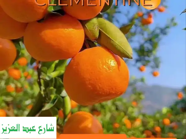 كلمنتين مصري ممتاز للتصدير | يوسفي الشمس بجودة...
