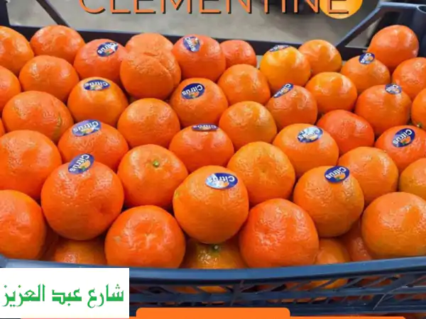 كلمنتين مصري ممتاز للتصدير | يوسفي الشمس بجودة عالمية وطعم لا يُنسى