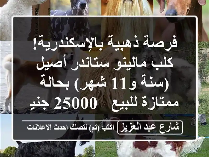 فرصة ذهبية بالإسكندرية! كلب مالينو ستاندر أصيل (سنة...