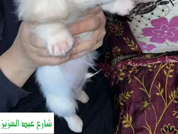 فرصة لا تعوض! جرو جريفون ذكر 60 يوم للبيع في عين شمس...