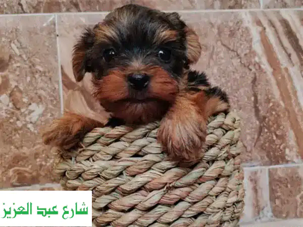 اقتنِ جرو يوركشاير ميني أصيل ومطعم: جودة 100% ولون رائع!