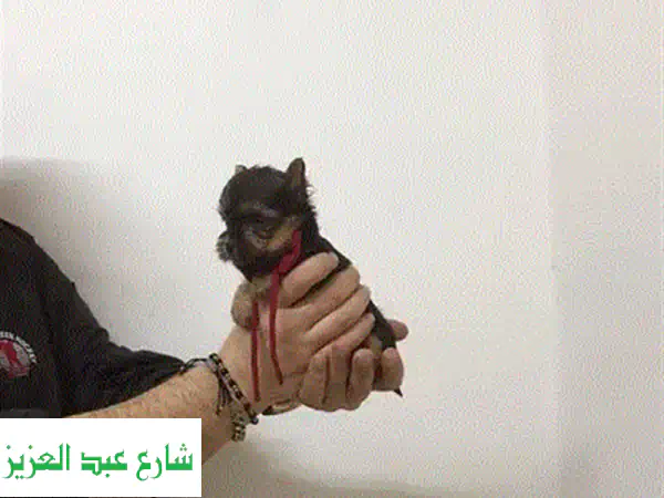 اقتنِ جرو يوركشاير ميني أصيل ومطعم: جودة 100% ولون رائع!