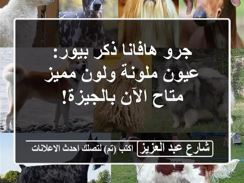 جرو هافانا ذكر بيور: عيون ملونة ولون مميز - متاح...