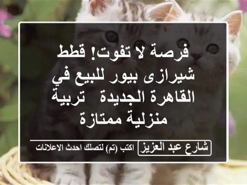 فرصة لا تفوت! قطط شيرازى بيور للبيع في القاهرة...