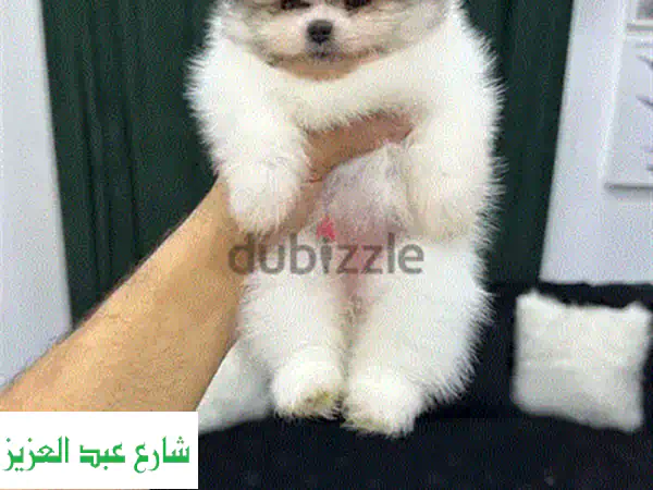 أجمل جراء توي بودل أصيلة للبيع 🐾 | آباء أوكرانيون | ذكور وإناث | شهرين ومطعمين