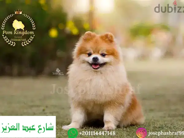 فرصة لا تعوض! بومرينيان ذكر بالغ فحل منتج | لون...
