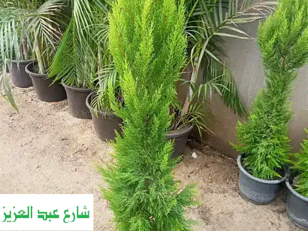 أشجار كريسماس وسرو فاخرة (ليموني، إيطالي، تويا) | أجمل الحدائق تبدأ هنا!