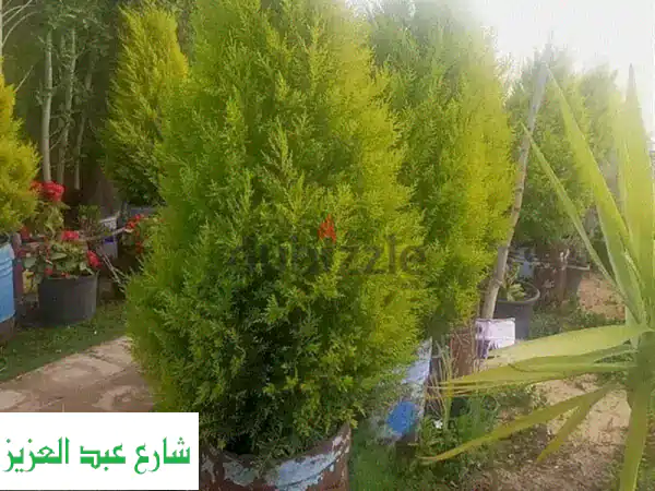 أشجار كريسماس وسرو فاخرة (ليموني، إيطالي، تويا) |...