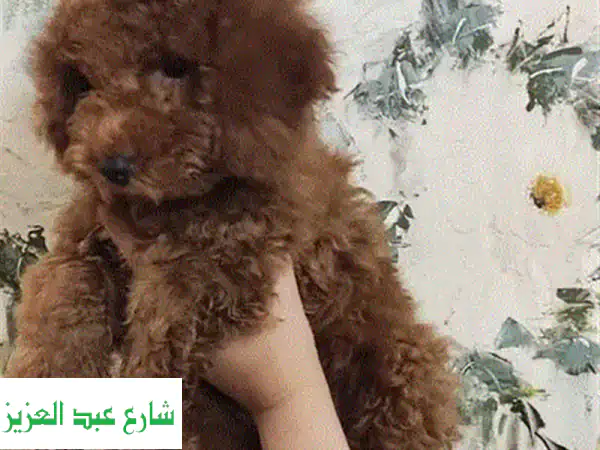 فرصة لا تعوض! بومرينيان ذكر بالغ فحل منتج | لون برتقالي ساحر | صحة وسلوك مثالي للبيع