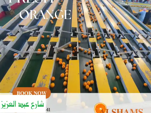 موسم تصدير البرتقال المصري 🍊 | الشمس للمحاصيل: جودة عالمية | احجز الآن!