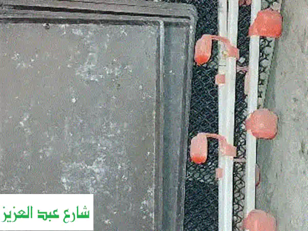 بطارية فراخ تسمين 3 أدوار | نظام متكامل لتربية الدواجن (9 عيون)