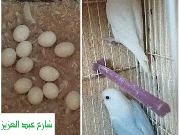 فرصة ذهبية! طيور روز وفيشر مميزة للبيع مع سلاكات...