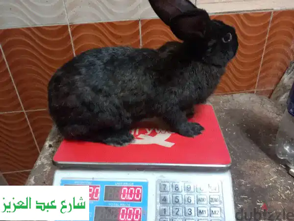 فرصة ذهبية: أرنبة ركس أنثى بكرية عشار (أول تلقيح...