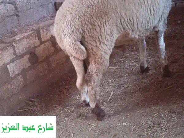 خرفان برقي ممتازة - تربية منزلية - أسعار لا تُقاوم!