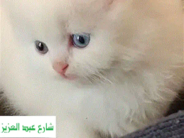 قطة أنغورا نقية - عينان مختلفتان! 😻 هدية فريدة...