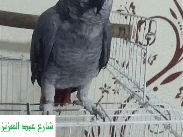 بغبغان زنجباري مُدّرب - ناطق بطلاقة! 🦜  فرصة ذهبية!