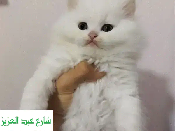 قط شيرازي مون فيس رقيق! 😻 عمره 45 يوم فقط، ينتظر...