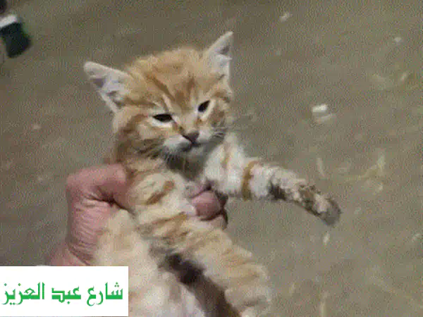 قط شيرازي مون فيس رقيق! 😻 عمره 45 يوم فقط، ينتظر بيته الجديد