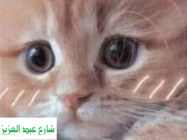 بيتنا بيت أليفك! رعاية فاخرة لقططك وكلابك 😻🐶