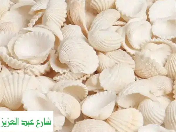 أحياء أحواض السمك تزدهر بجمال الصدف الطبيعي! 🐚🐠