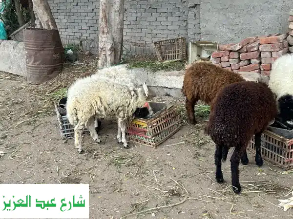 أضاحي العيد: خرفان ممتازة، صحية ومعتنى بها! 🐑