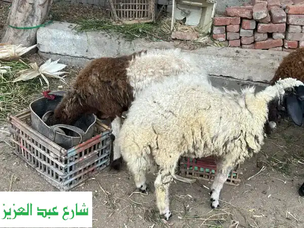 أضاحي العيد: خرفان ممتازة، صحية ومعتنى بها! 🐑