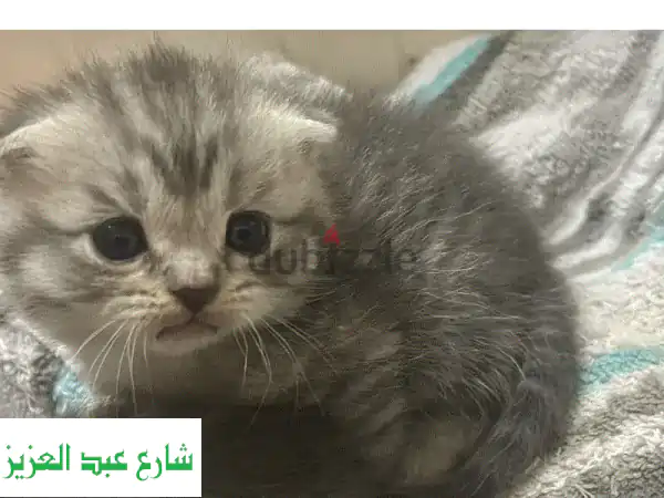 قطط سكوتش فولد صغيرة - أذنيه مطوية، قلب كبير! 😻 (شهر واحد فقط)