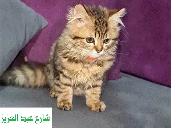 دبدوب مون فيس 😻 عمر ٥٠ يوم فقط! جاهز لمنزله الجديد ❤️