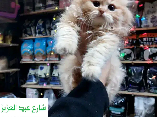 دبدوب مون فيس 😻 عمر ٥٠ يوم فقط! جاهز لمنزله الجديد ❤️