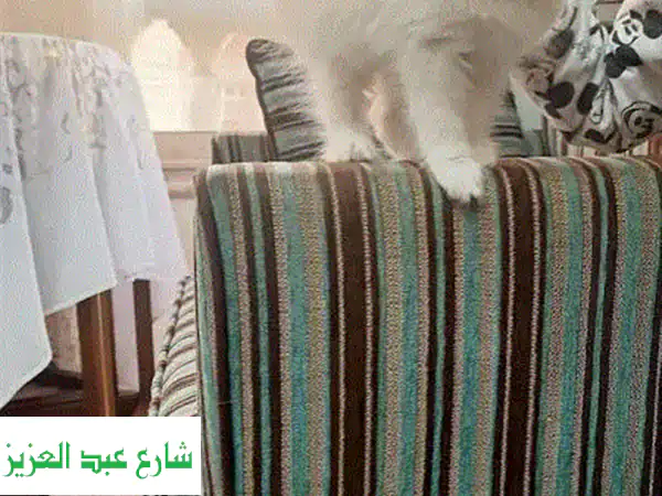 قط شيرازي بيور بريء وعمره 3 شهور فقط!  🏡💖