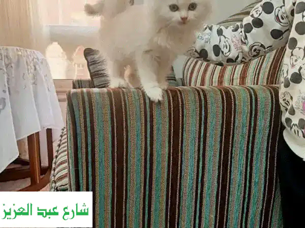 قط شيرازي بيور بريء وعمره 3 شهور فقط!  🏡💖