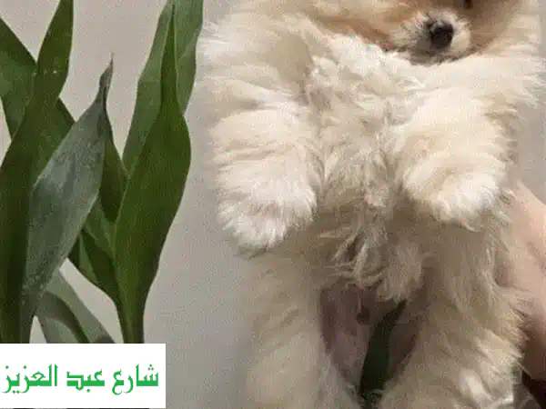 جروين بوميرانيان رائعين للبيع - عمر شهرين فقط! 😍