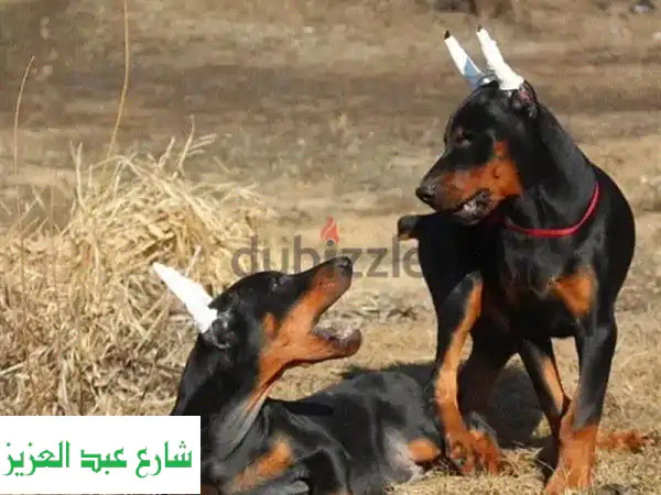 جرو دوبرمان روسي رائع - أنوبيس و أريس ينتظران منزلاً جديداً!