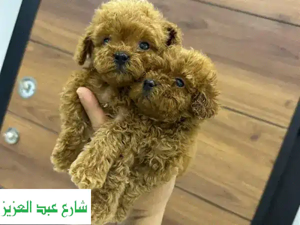 بودل صغير (Toy Poodle) - ذكور وإناث - مُطعّمون ومعقمون!