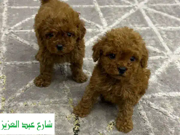 بودل صغير (Toy Poodle) - ذكور وإناث - مُطعّمون ومعقمون!