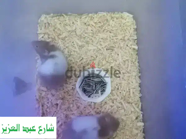 🏡 عائلة هامستر سعيدة تنتظرك! 🐹 3 صغار + أبوين