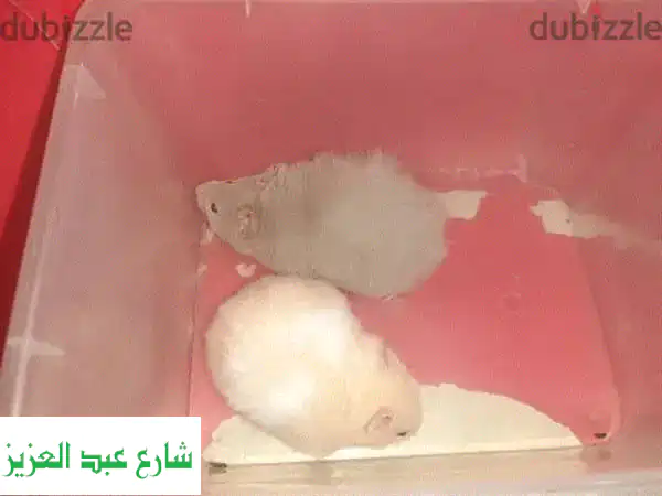 هامستر رقيق! 🐹  ذكر وأنثى -  أحصل على صديق فروي صغير!