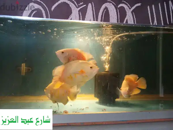 أوسكار البينو النادرة: 4 سمكات عملاقة للبيع! (18-20 سم)