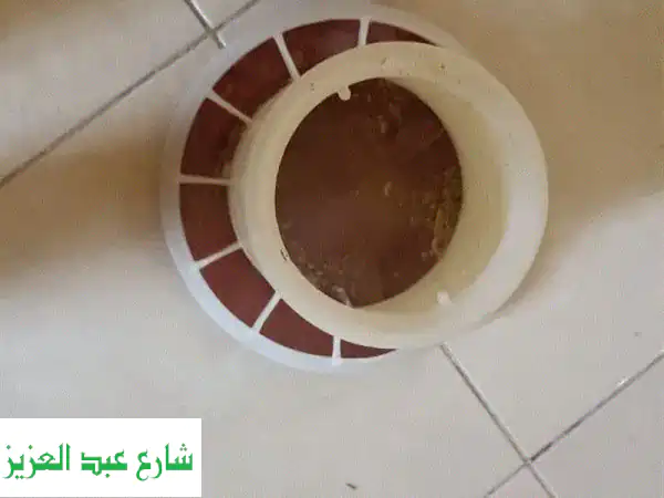 أشهى أكلات كتاكيت طازجة وبصحة ممتازة! 🐔😋