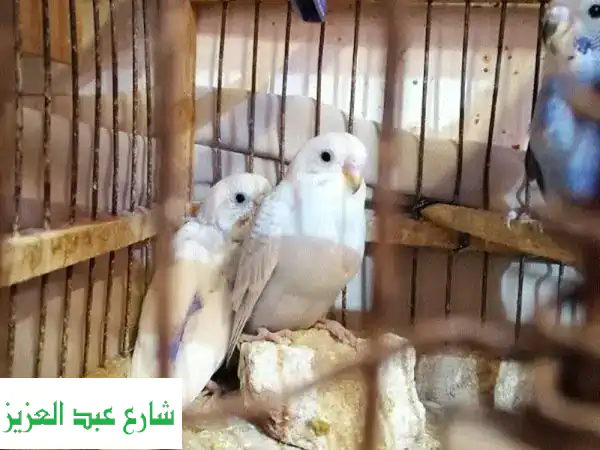 عصافير استرالية شابة: أضف لمسة من الجمال...
