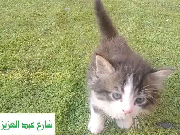 قطة شيرازية جميلة - عيون زرقاء ساحرة! 😻