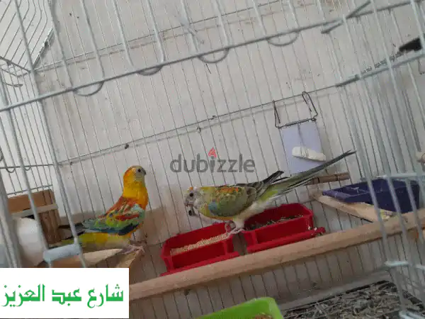 قطة ريدرام عمر سنة - رفيق أليف ينتظرك!
