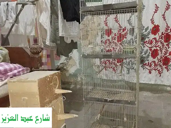 سلاكة استرالية 4 عيون + 4 عشوش - فرصة مميزة لعشاق الطيور!