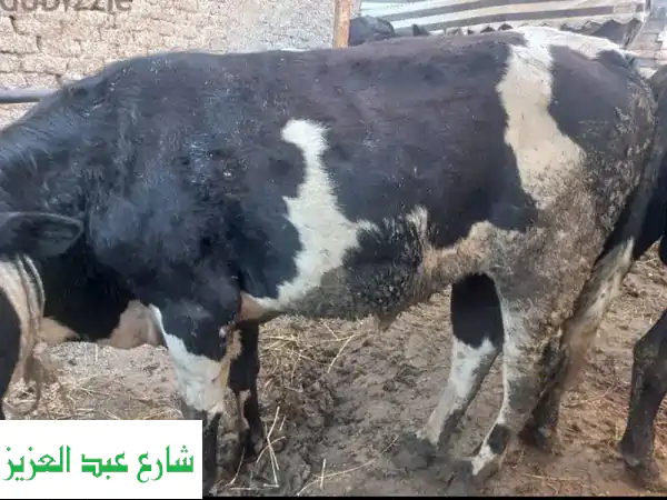 أضاحي شرعية: بقر، عزب، جاموس - أجود أنواع العلف...