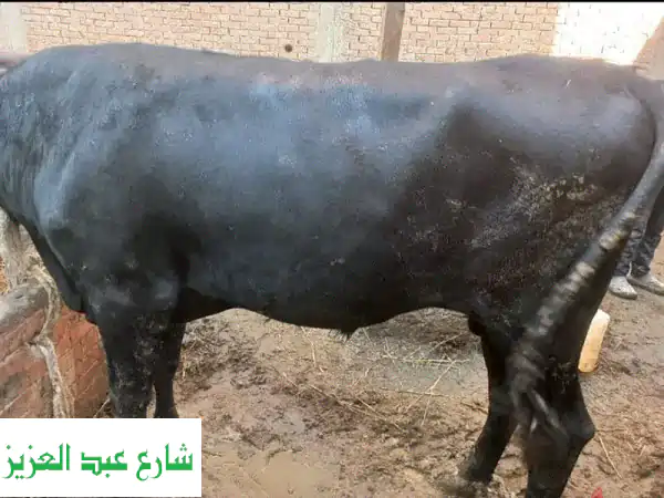 أضاحي شرعية: بقر، عزب، جاموس - أجود أنواع العلف وخدمة توصيل!